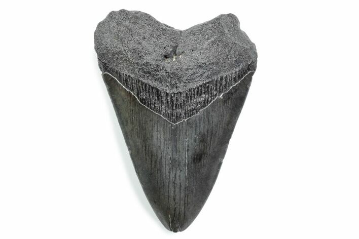 Fossil Megalodon Tooth - South Carolina #370462